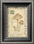 Mushrooms I by Nancy Shumaker Limited Edition Print