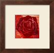 Red Rose by Anna Flores Limited Edition Print