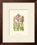 Summer Garden Vii by Anne Pratt Limited Edition Print