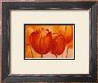 Peach Tulip by Susanne Bach Limited Edition Pricing Art Print
