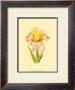 Iris Bloom Vi by M. Prajapati Limited Edition Pricing Art Print