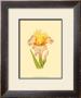 Iris Bloom Vi by M. Prajapati Limited Edition Pricing Art Print