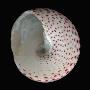 Underside Of A Trochid Snail Shell With Magenta Spots by Josie Iselin Limited Edition Print