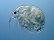 Bosmina Longirostris Is A Common Waterflea Or Freshwater Cladoceran Crustacean by Wim Van Egmond Limited Edition Print