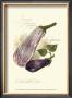 Aubergine Eggplant by Elissa Della-Piana Limited Edition Pricing Art Print