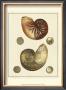 Crackled Antique Shells Vii by Denis Diderot Limited Edition Pricing Art Print