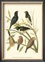 Canaries And Cage Birds I by Cassel Limited Edition Print