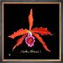 Vivid Orchid Ii by Ginny Joyner Limited Edition Print