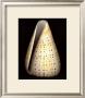 Lesser Butterfly Cone by Harold Feinstein Limited Edition Print