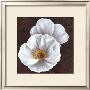 White Poppies Ii by Jordan Gray Limited Edition Print