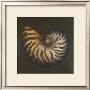Seashell Ii by Patricia Quintero-Pinto Limited Edition Pricing Art Print