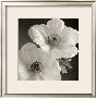 Poppy Study I by Sondra Wampler Limited Edition Print