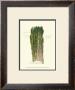 Asparagus Officinalis by Elissa Della-Piana Limited Edition Pricing Art Print