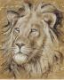 Safari Lion by Chad Barrett Limited Edition Print