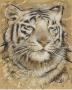 Safari Tiger by Chad Barrett Limited Edition Print