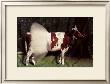 Ballerina Cow by Barry Downard Limited Edition Print
