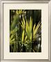 Green Leaves by Francois Goudier Limited Edition Print