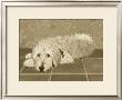 Sepia Dog Iv by Kelly Walker Limited Edition Pricing Art Print