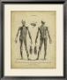 Anatomy Study Ii by Jack Wilkes Limited Edition Print
