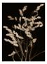 Wheat Fields I by Robert Creamer Limited Edition Pricing Art Print