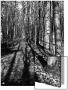 Tree Shadows In Forest by I.W. Limited Edition Pricing Art Print