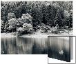 Rural Idyll Lake View Ringed By Evergreen Trees, Pastoral Lake Reflection by I.W. Limited Edition Print