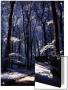 Trail Through Trees In Forest by I.W. Limited Edition Print