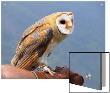 Barn Owl Perched On Persons Arm by I.W. Limited Edition Print