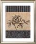 Rose Refined I by Carol Robinson Limited Edition Print