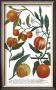 Weinmann Fruits Iii by Weimann Limited Edition Pricing Art Print