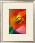 Tulipe V by Marc Ayrault Limited Edition Print