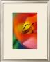 Tulipe V by Marc Ayrault Limited Edition Pricing Art Print