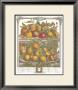 Twelve Months Of Fruits, 1732, April by Robert Furber Limited Edition Print