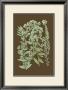 Organic Greenery I by Johann Wilhelm Weinmann Limited Edition Pricing Art Print