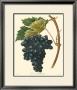 Grapes Ii by Bessa Limited Edition Print