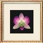 Dendrobium by Harold Feinstein Limited Edition Pricing Art Print