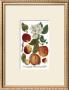 Weinmann Fruits I by Weimann Limited Edition Pricing Art Print