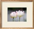 Lotus Flower by Shin Terada Limited Edition Pricing Art Print