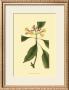 Tropical Ambrosia Iv by Sydenham Teast Edwards Limited Edition Print