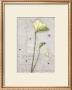 Freesia by Kidney Limited Edition Pricing Art Print