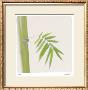 Bamboo Study 12 by Claude Peschel Dutombe Limited Edition Print
