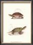 Antique Turtles Ii by J.W. Hill Limited Edition Print