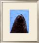 Fur Seal, Antarctica by Charles Glover Limited Edition Print
