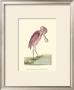 Roseate Spoonbill by Frederick P. Nodder Limited Edition Pricing Art Print