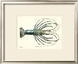 Crustacean Iv by Pierre Siebold Limited Edition Print