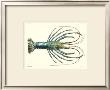 Crustacean Iv by Pierre Siebold Limited Edition Pricing Art Print