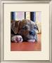 Kratos Baby Pit Bull by Robert Mcclintock Limited Edition Print