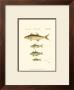 Fish Anthology Ii by Jacob Schmuzer Limited Edition Print