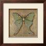 Luna Moth by Patricia Quintero-Pinto Limited Edition Pricing Art Print