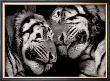 Sleeping Tigers by Marina Cano Limited Edition Pricing Art Print